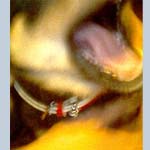 �V���[�N�߉e